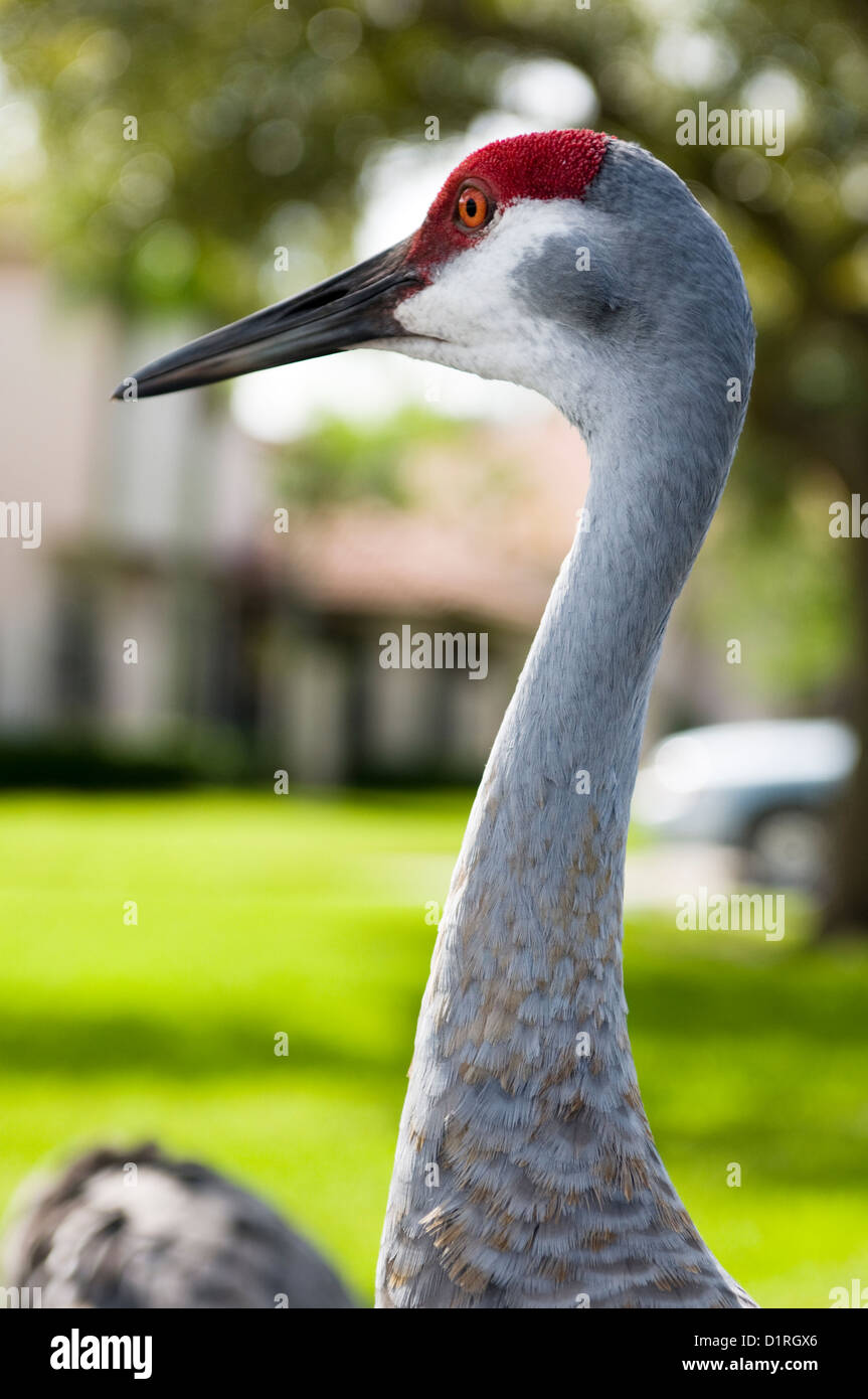 Florida Sandhill Kran in Wohngebiet Stockfoto