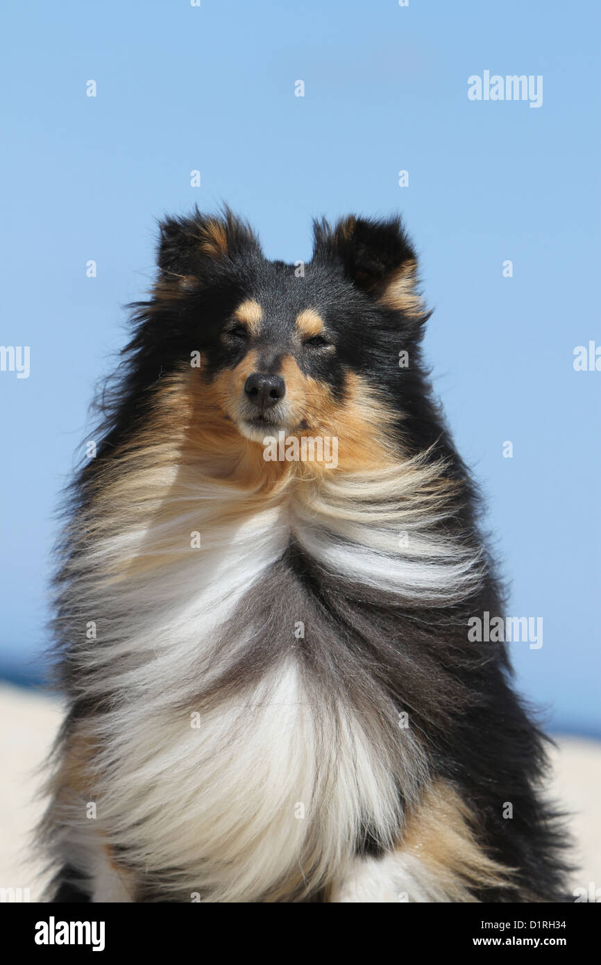 Shetland Sheepdog Hund / Sheltie Erwachsene (Tricolor) Porträt Stockfoto