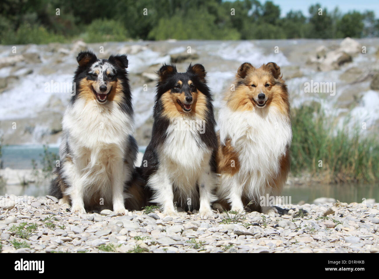 Shetland Sheepdog Hund / Sheltie drei Erwachsene (blue Merle, Tricolor und Zobel-weiß) sitzt vor einem Wasserfall Stockfoto