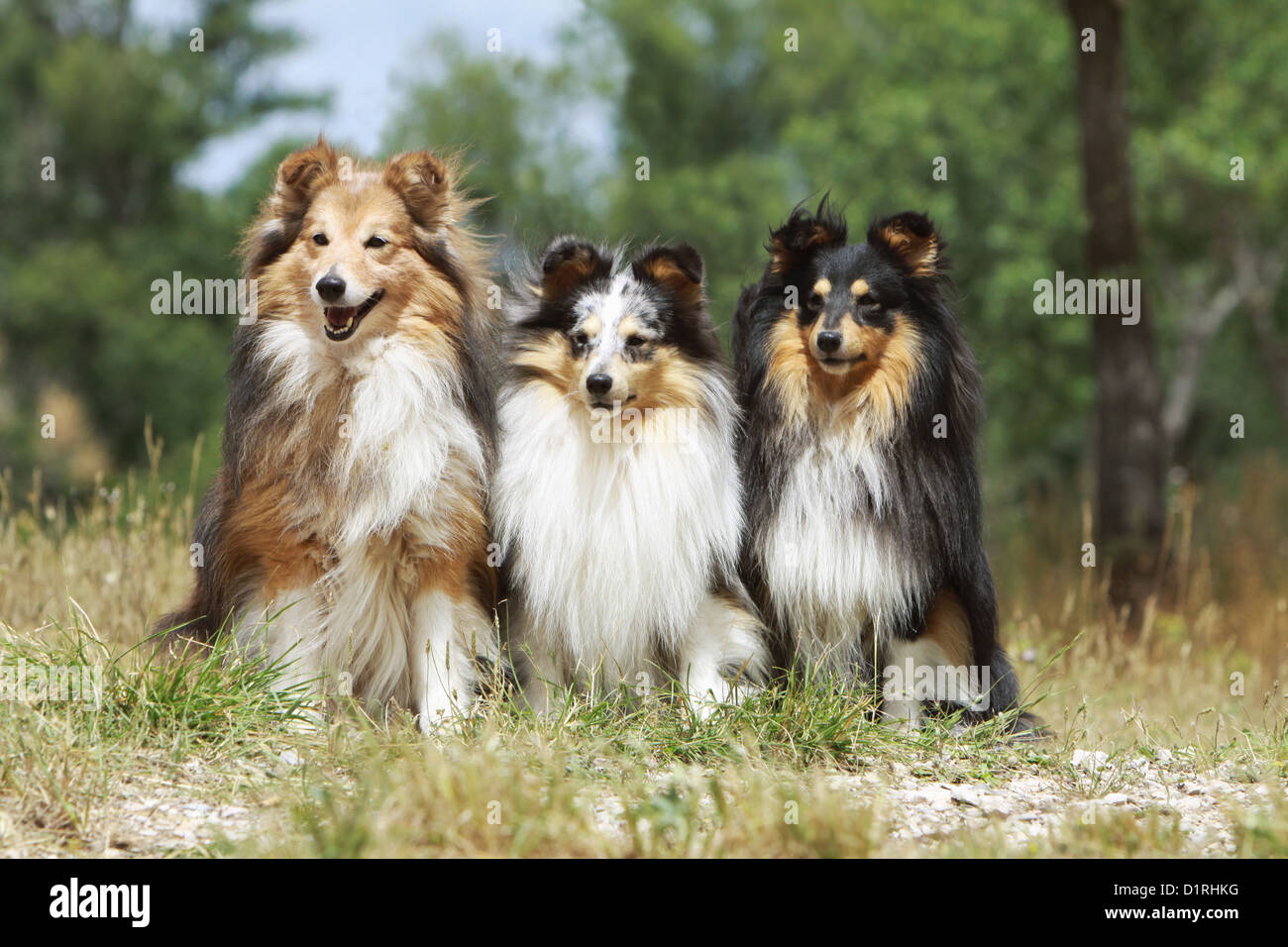 Shetland Sheepdog Hund / Sheltie drei Erwachsene (Zobel weiß, blue Merle und Tricolor) sitzen auf einer Wiese Stockfoto
