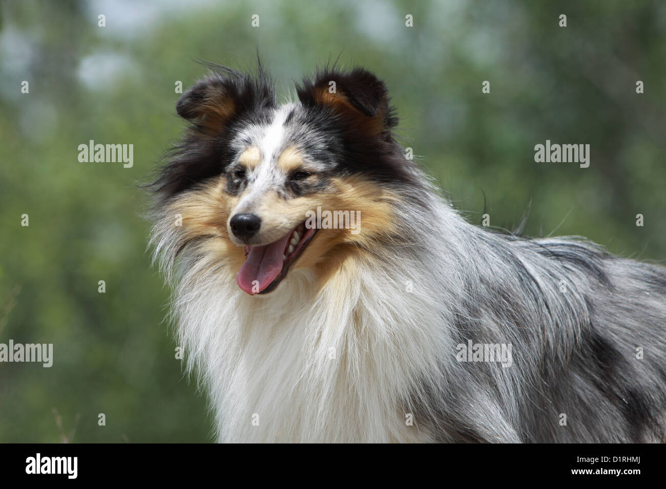 Shetland Sheepdog Hund / Sheltie Erwachsener (blue Merle) Porträt Stockfoto