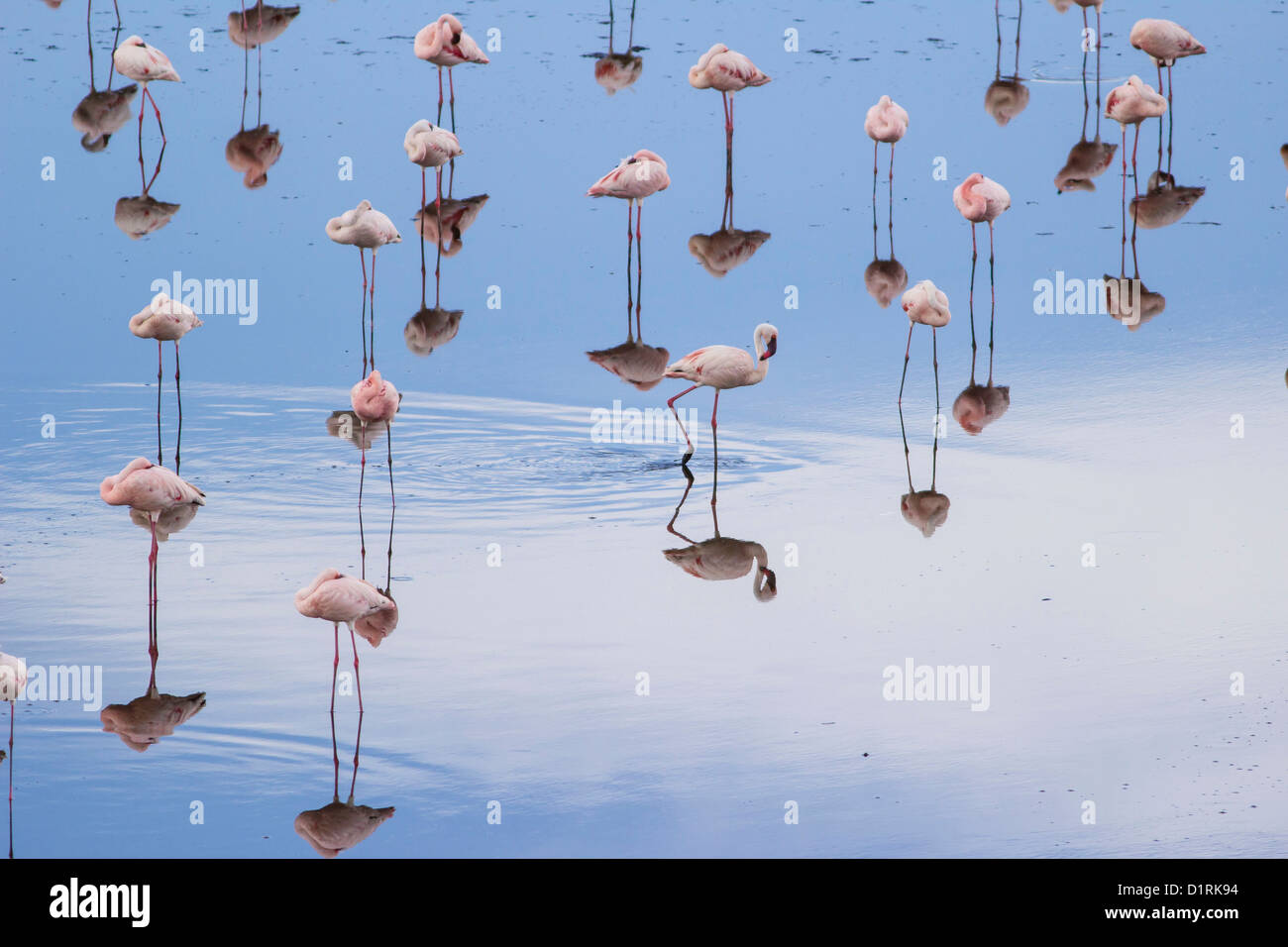 Flamingo in Arusha National Park. Safari in Tansania, Afrika Stockfoto