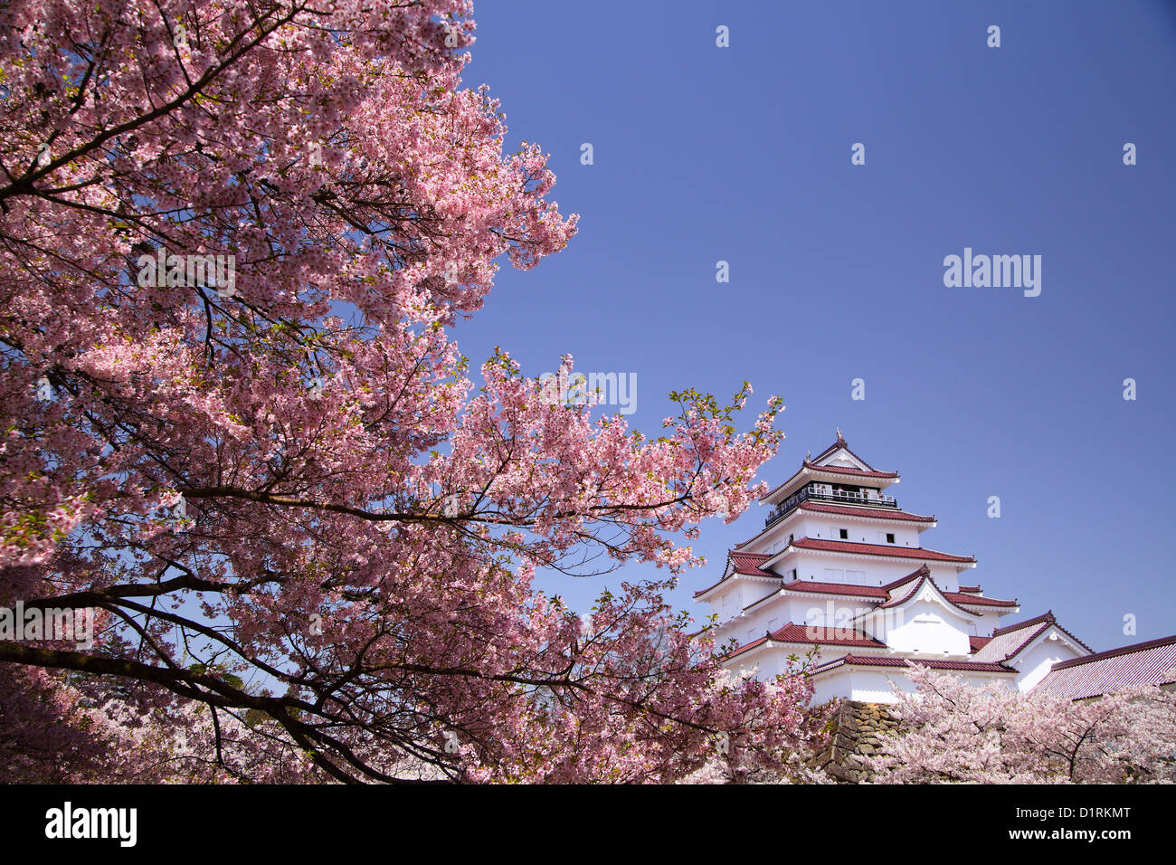 Aizuwakamatsu Burg und Cherry Blossom in Fukushima, Japan Stockfoto