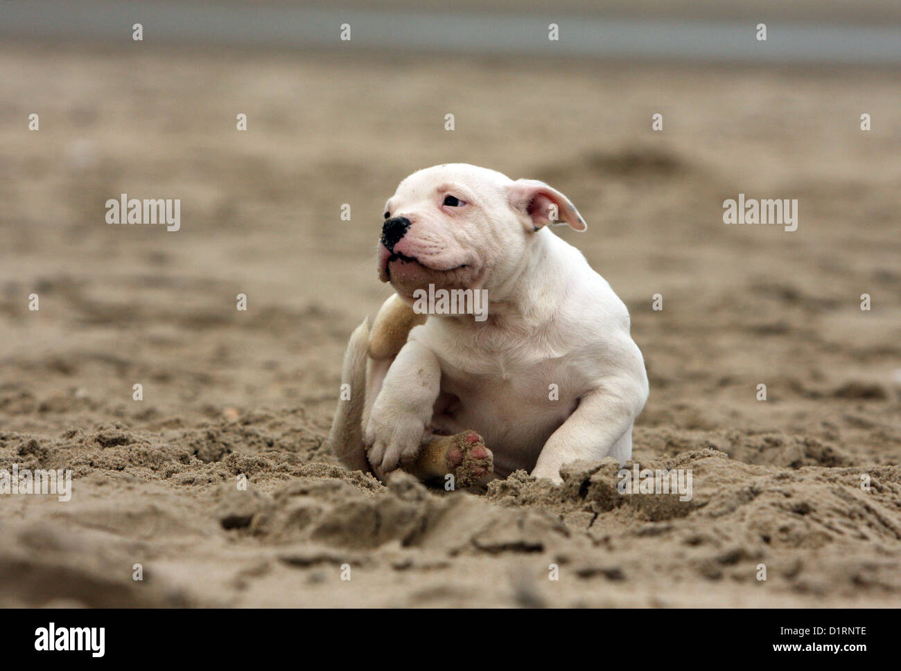 Hund kratzt sich / Welpen American Bulldog am Strand Stockfoto