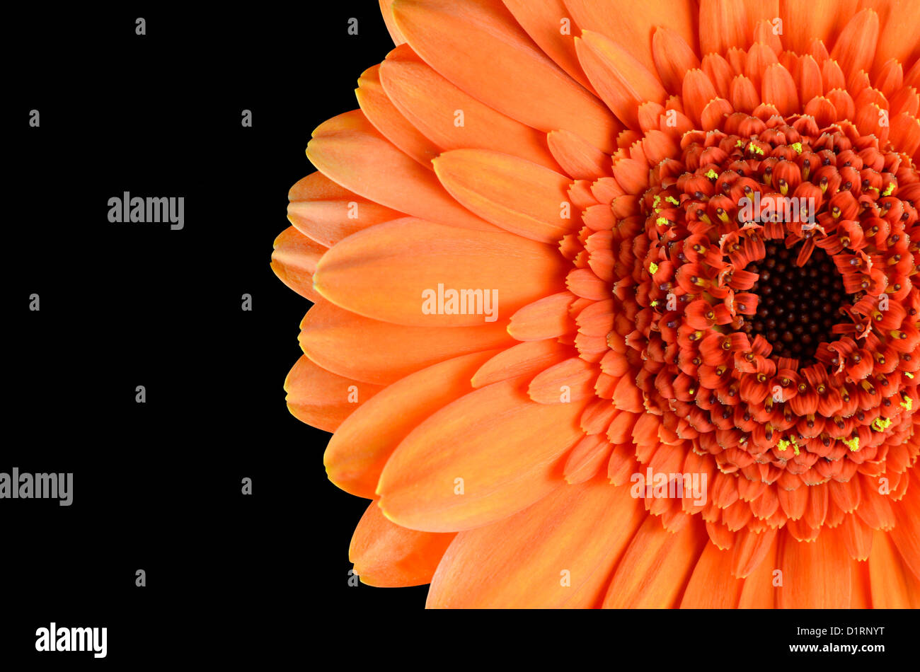 Orange Gerbera Blume Makro auf schwarzem Hintergrund isoliert Stockfoto