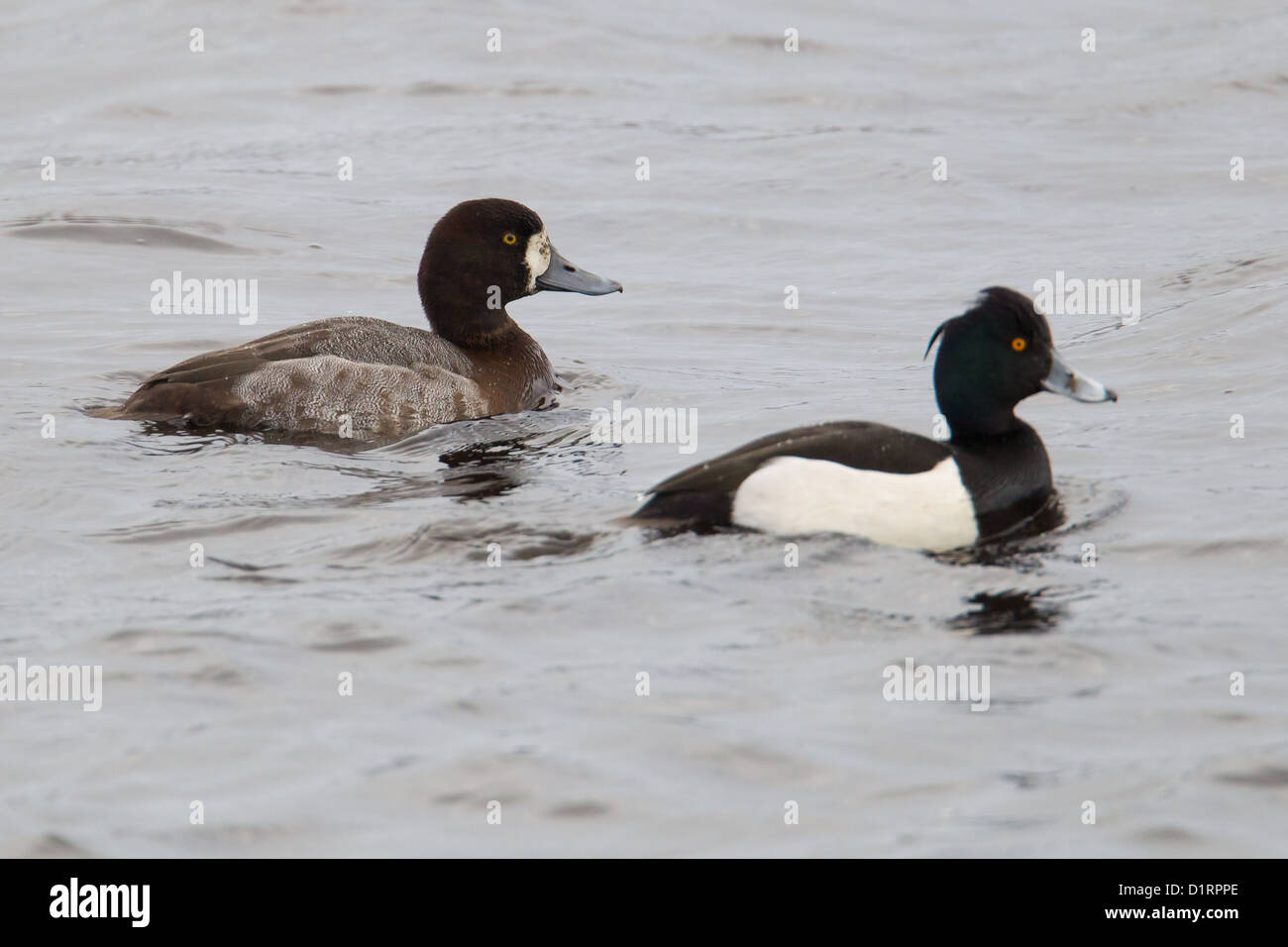 Weibliche größere Scaup Aythya Marila, Shetland, Schottland, UK mit männlich / Drake Reiherenten Aythya Fuligula Stockfoto