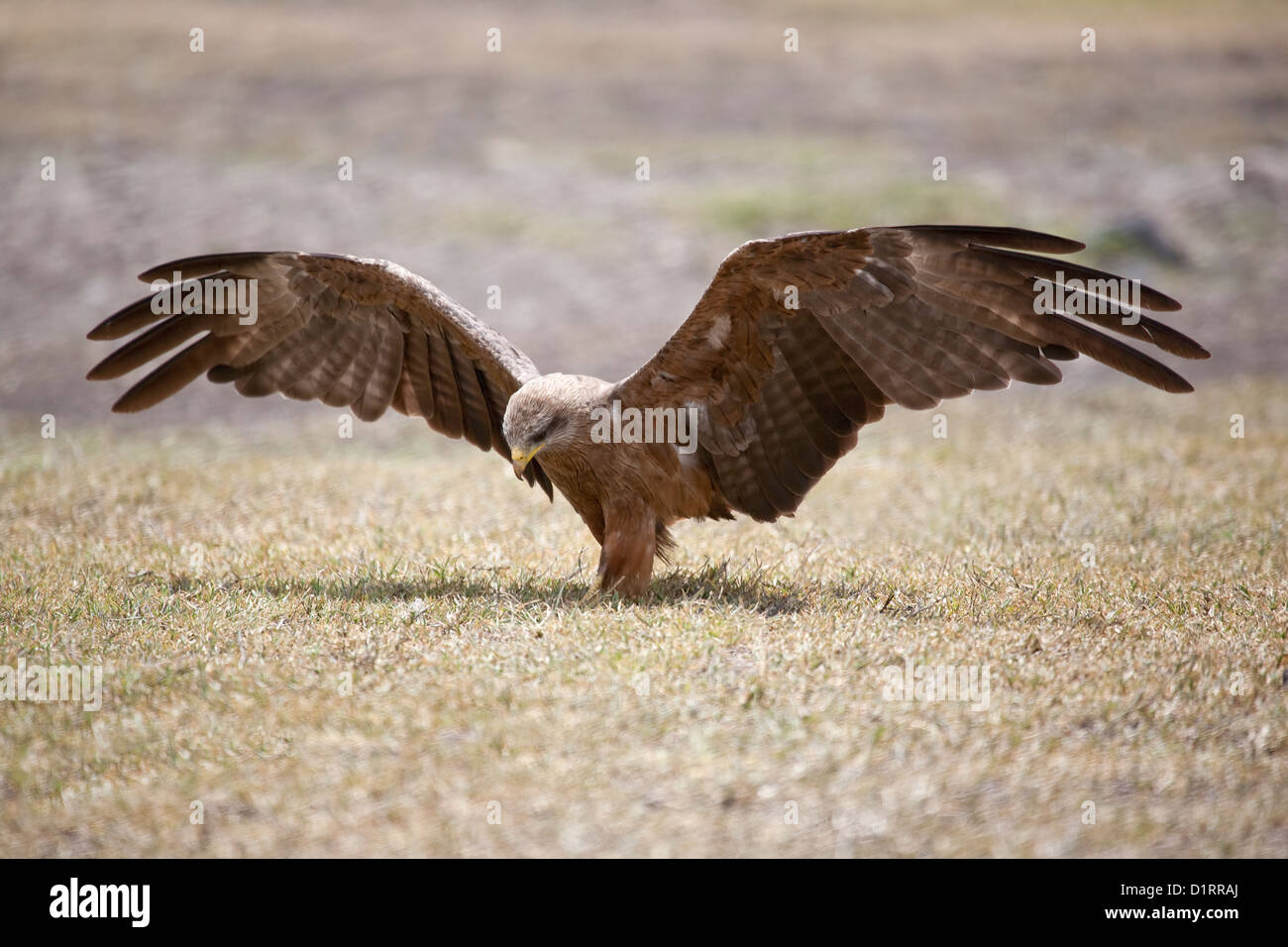 Schwarze Drachen Milvus Migrans mit Flügel gespreizt haben just landed auf dem Boden in der Ngorongoro Krater, Tansania Stockfoto