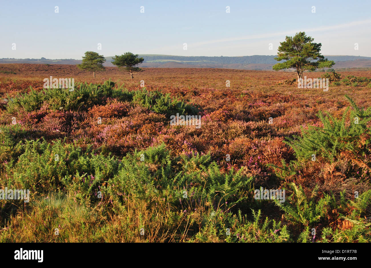 Ein Blick auf Godlingston Heide NNR Dorset UK Stockfoto