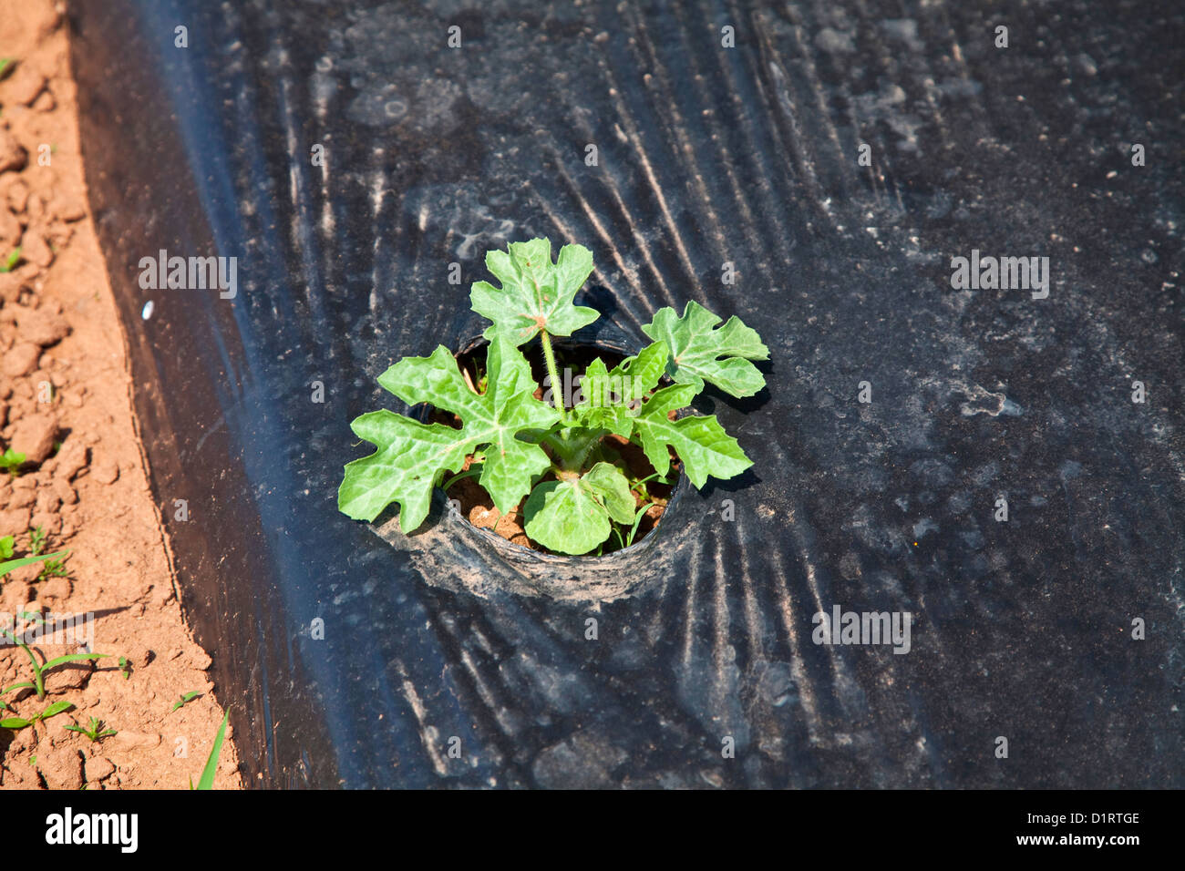 Eine junge Wassermelone Pflanze auf schwarzen Kunststoff Mulch in einer kommerziellen Wassermelone Farm angebaut. Stockfoto