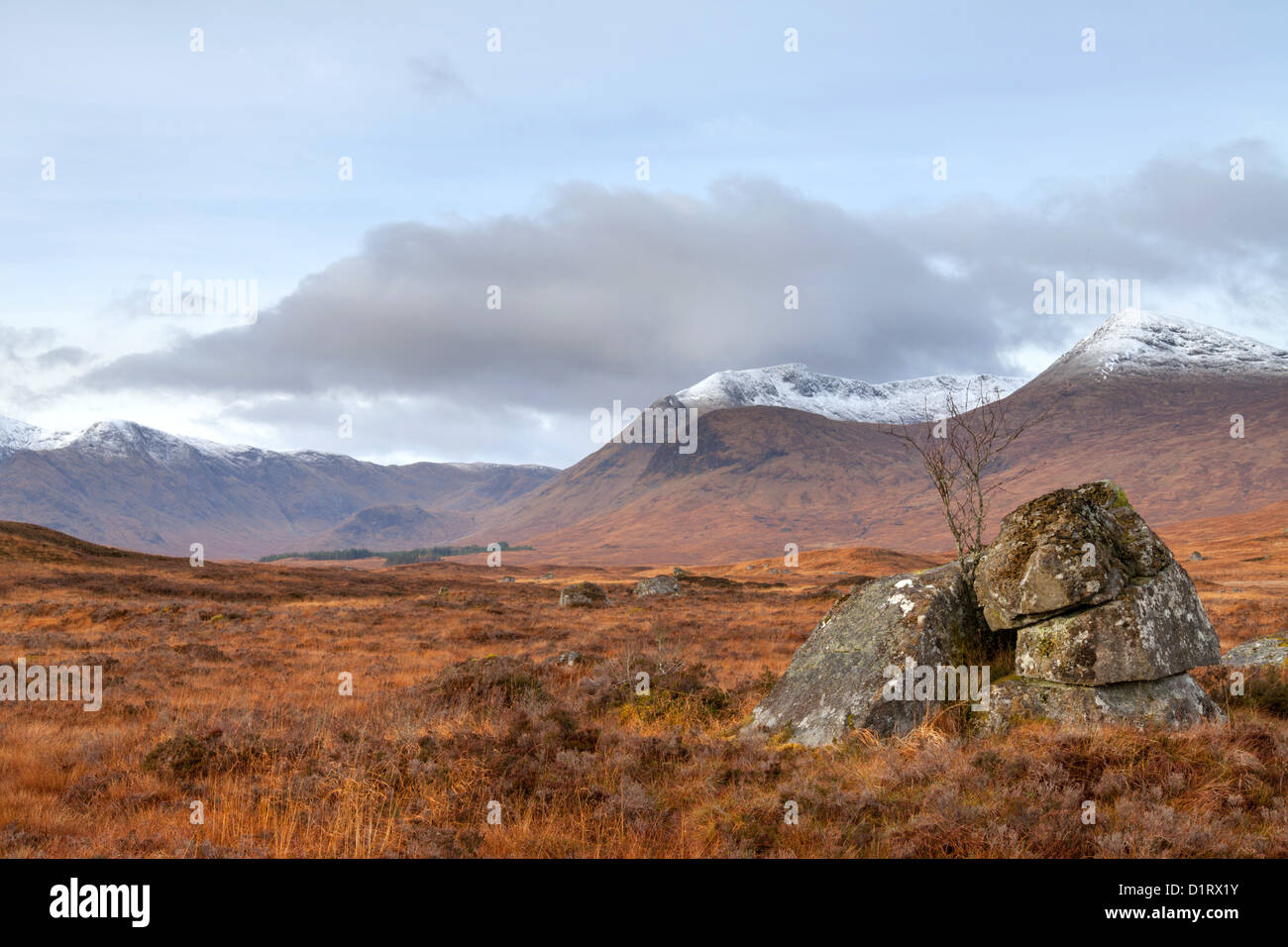 Rannoch Moor einsamer Baum wächst aus Felsen und the Black montieren, Schottland Stockfoto