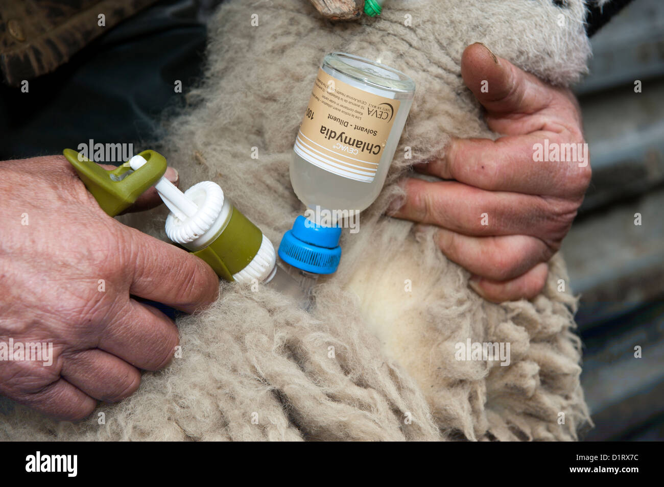 Landwirt Schafe mit enzootischen Abtreibung Impfstoff mit automatische Spritze injizieren. Stockfoto