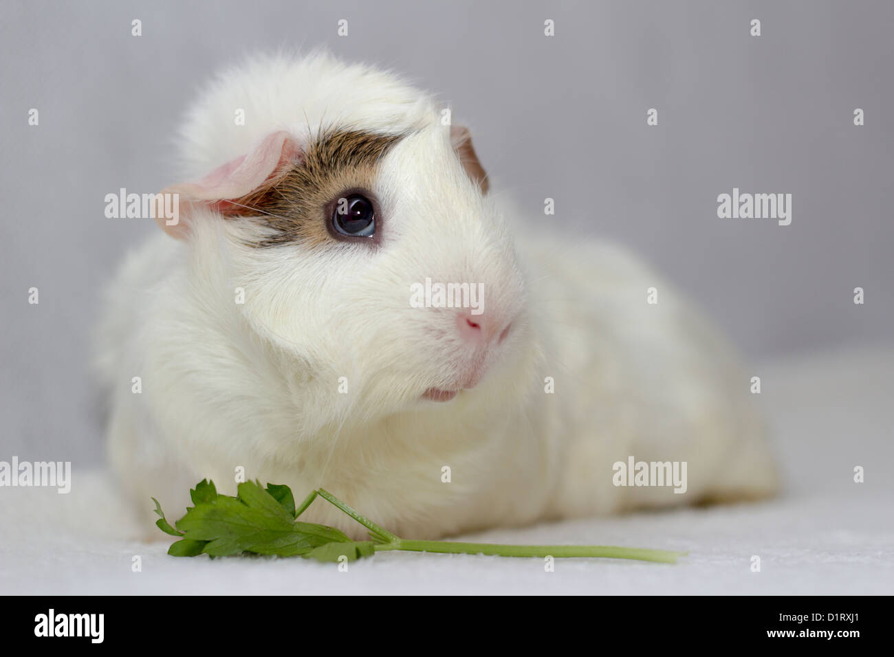 Weiß mit braunen Auge patch Meerschweinchen Fütterung und posiert Stockfoto