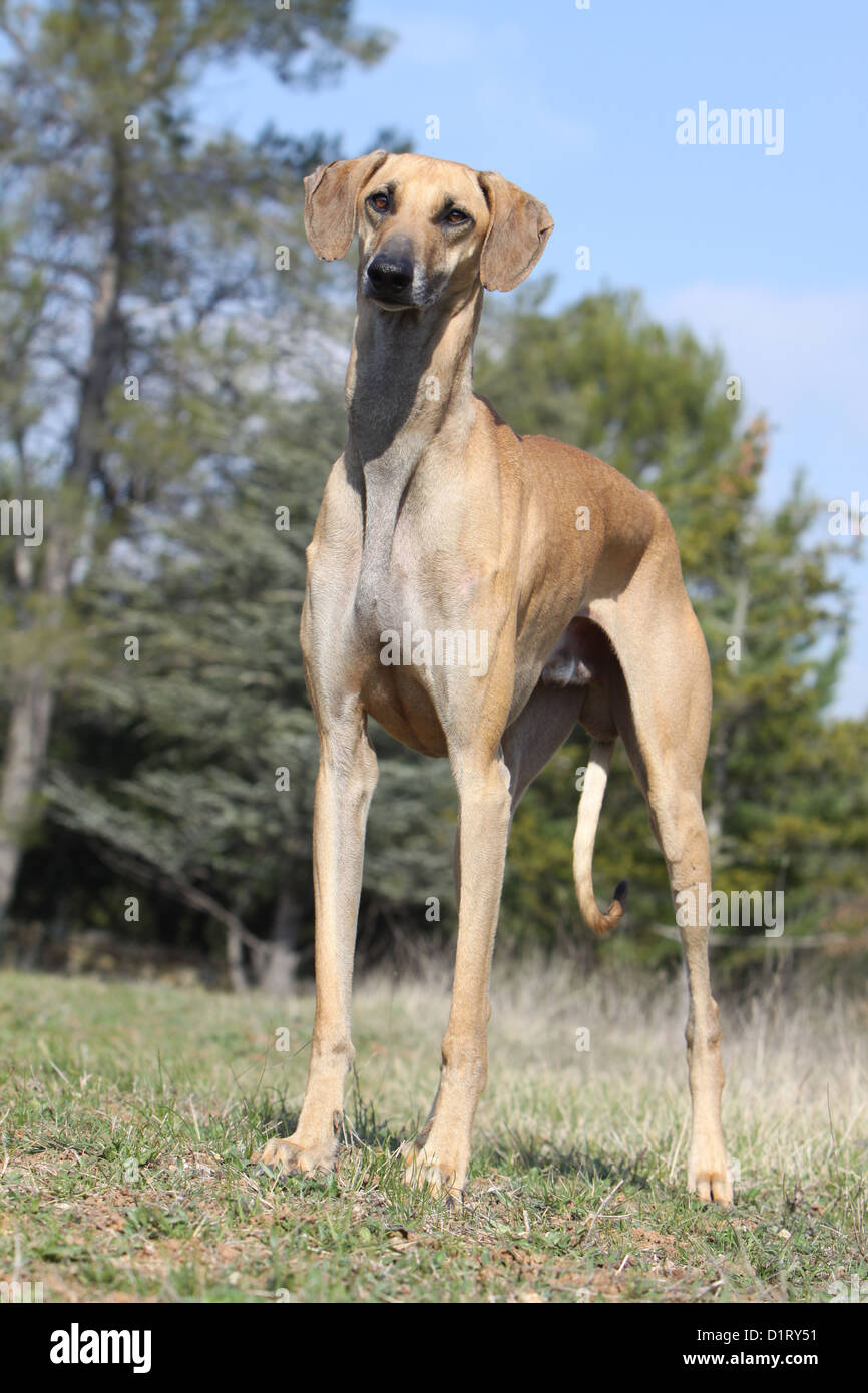 Berber windhund -Fotos und -Bildmaterial in hoher Auflösung – Alamy