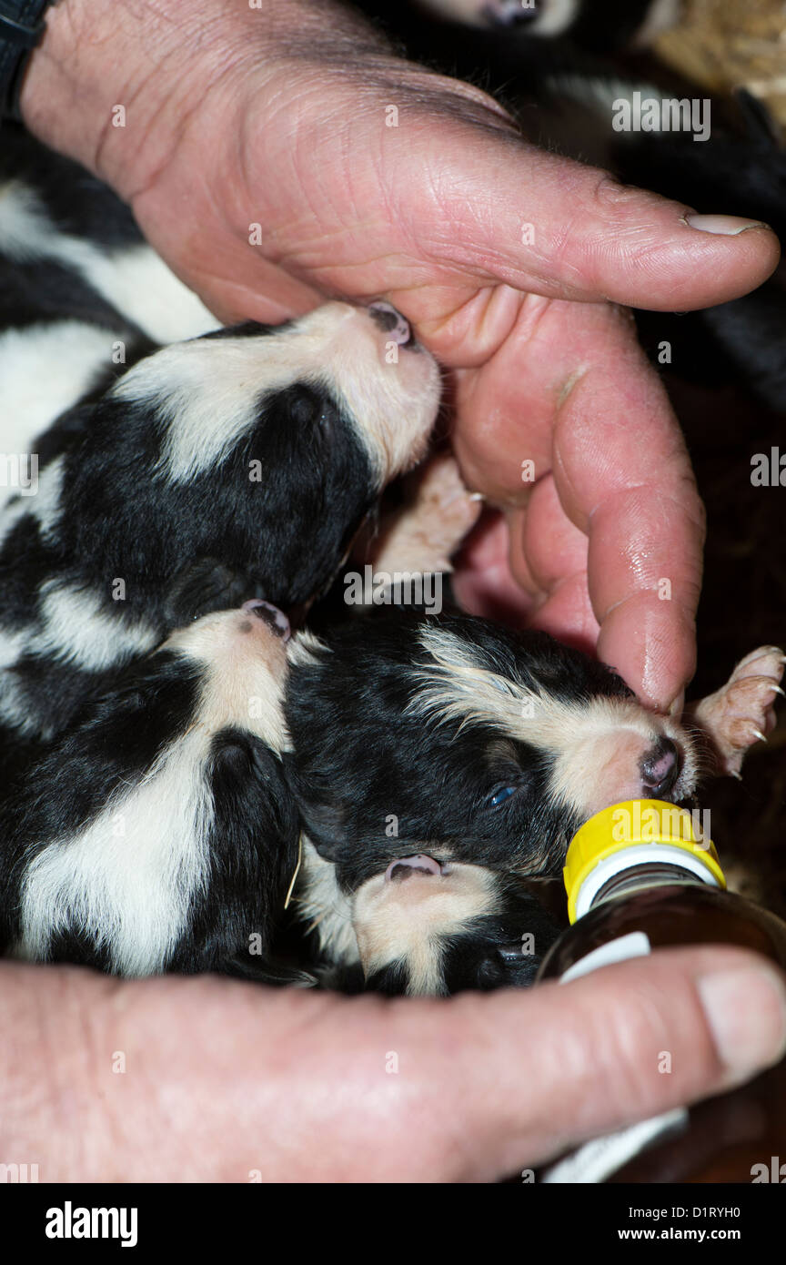 Zwei Wochen alten Welpen gefüttert Milch aus der Flasche durch einen großen Wurf. Stockfoto