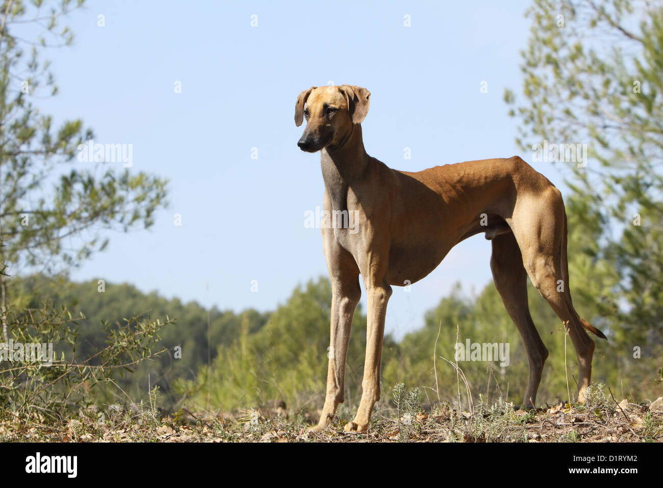 Hund Sloughi / Berber Windhund Erwachsene standard Profil Stockfoto