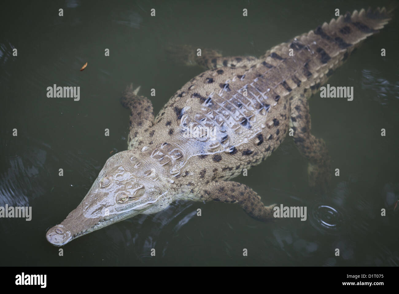 Amerikanische Krokodil, Crocodylus acutus, in einem Fluss in der Nähe von Tonosi, Los Santos Province, Republik Panama. Stockfoto