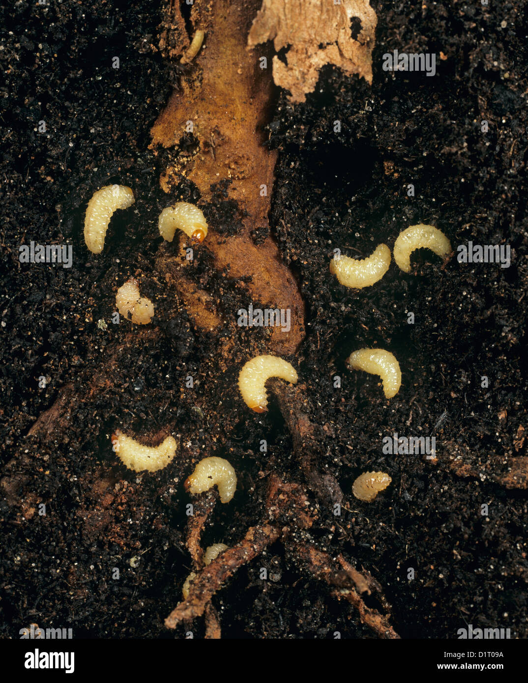 C-förmige Rebe Rüsselkäfer Larven, Otiorhynchus Sulcatus, um die Wurzeln eines Topfes gewachsen Fuschia, auf denen sie füttern Stockfoto