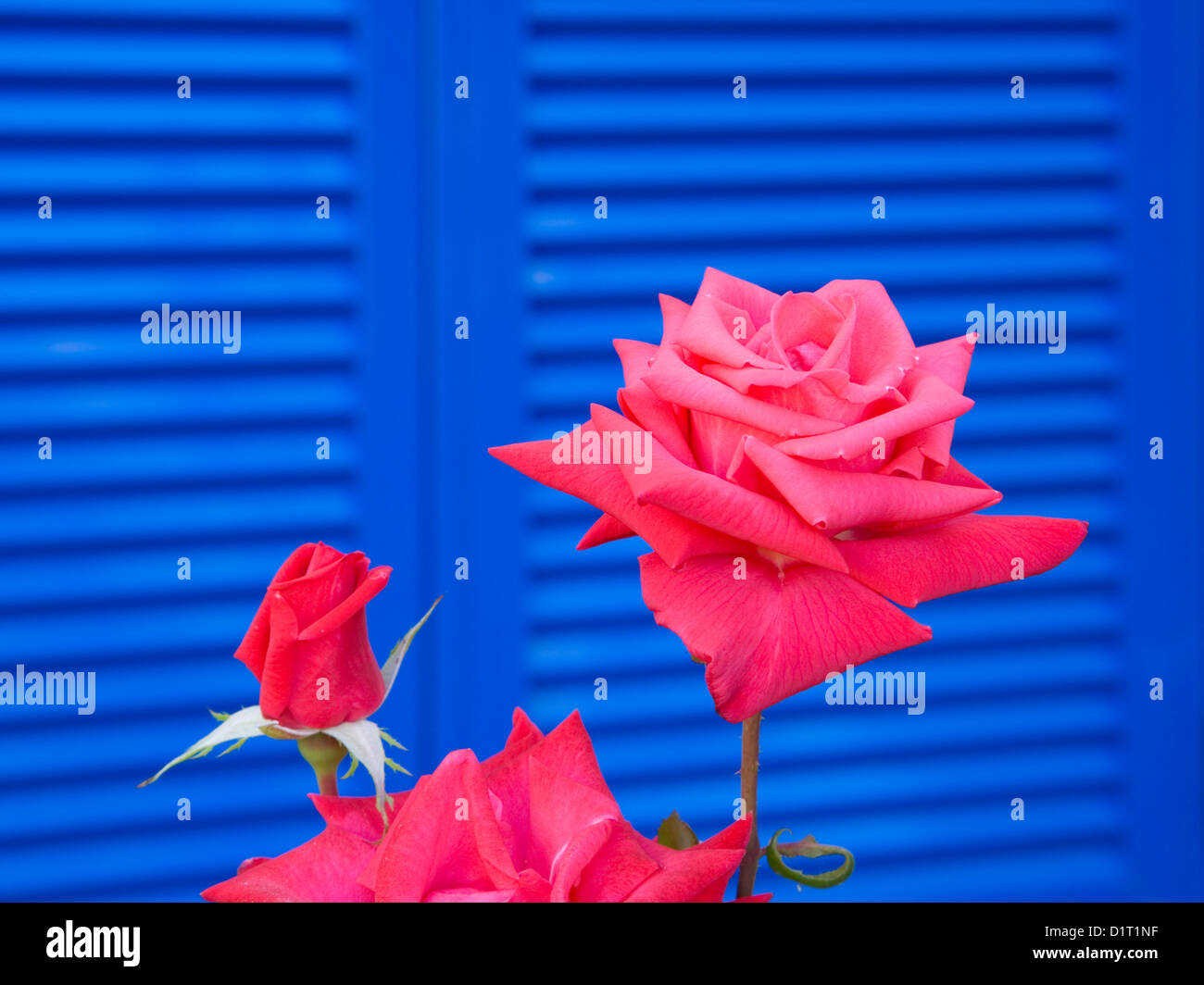 Colònia de Sant Pere, Mallorca, Balearen, Spanien. Rosa Rosen und blauen Fensterläden. Stockfoto