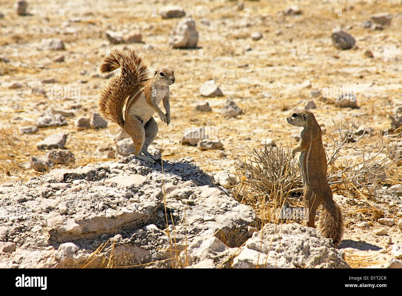 Zwei Eichhörnchen in der heißen Wüstensonne Stockfoto