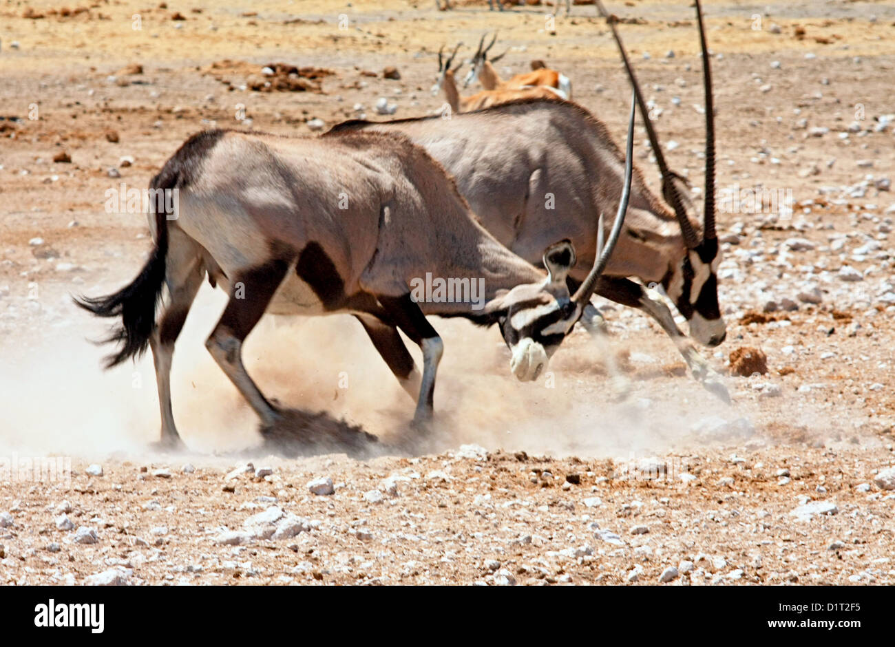 Zwei Oryx kämpfen an einem Wasserloch im Etosha National Park Stockfoto