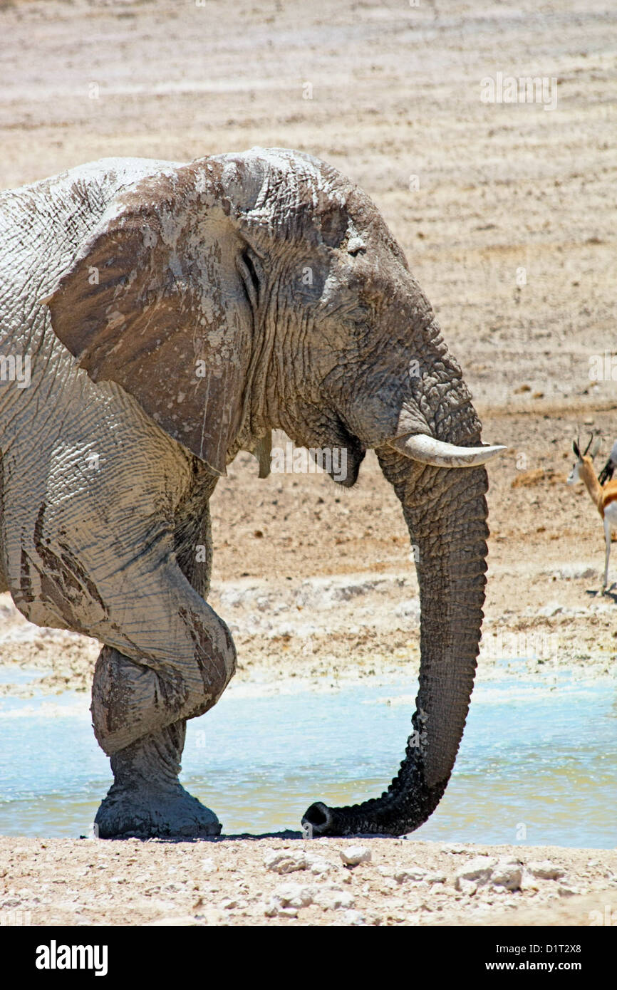 Ein großer Elefantenbulle an einer Wasserstelle in Etosha Nationalpark, Namibia Stockfoto