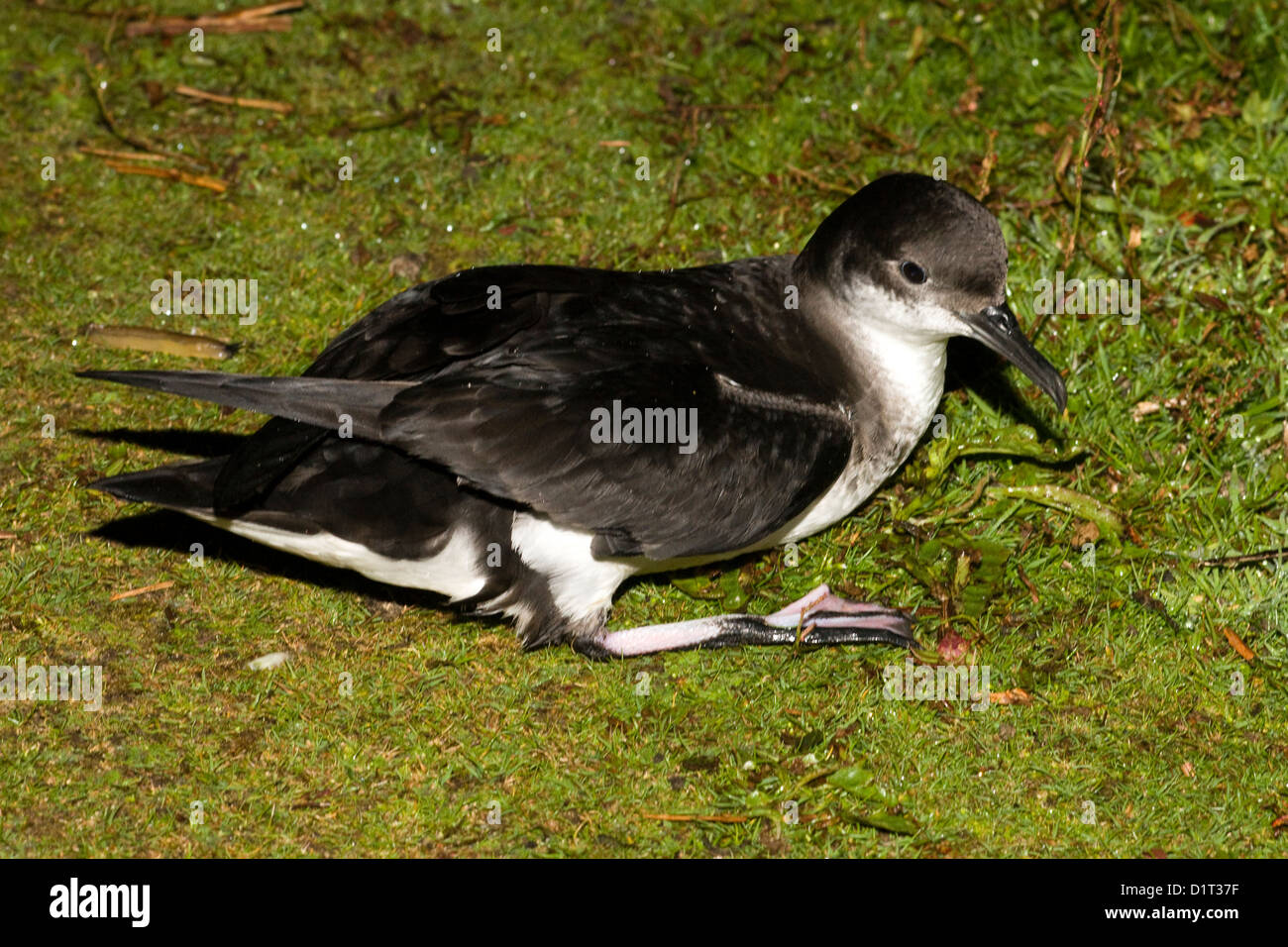 Eine Manx Shearwater, Nacht Besucher Skokholm Insel in Pembrokeshire, Wales Stockfoto