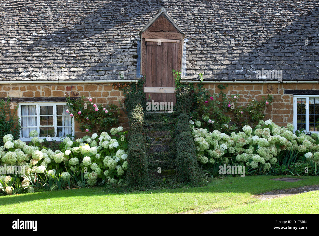 Cotswold umgebaute Scheune mit weißen Hortensie Rand Stockfoto