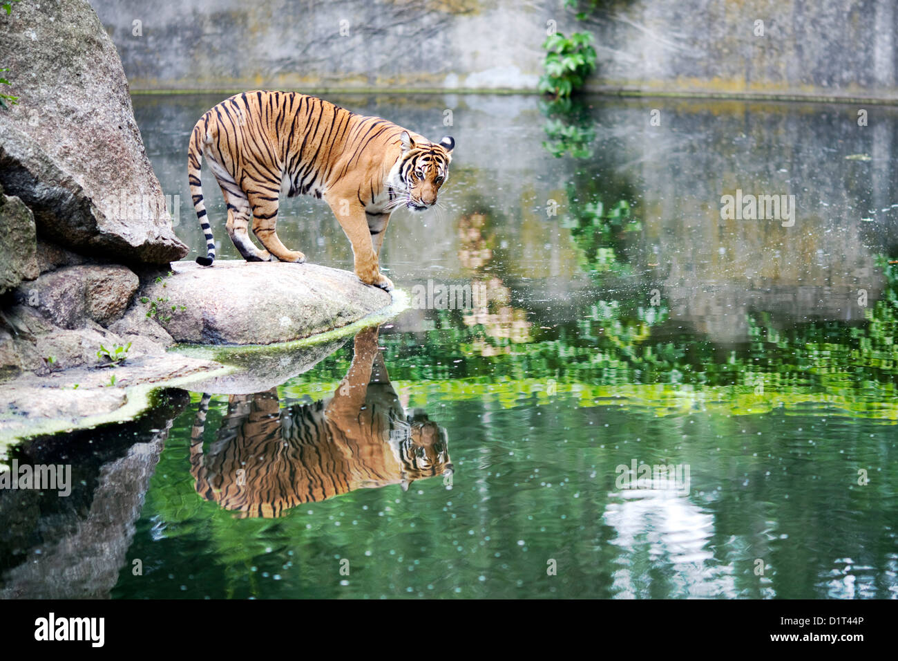 Berlin, Deutschland, ein Tiger im Berliner Zoo Stockfoto