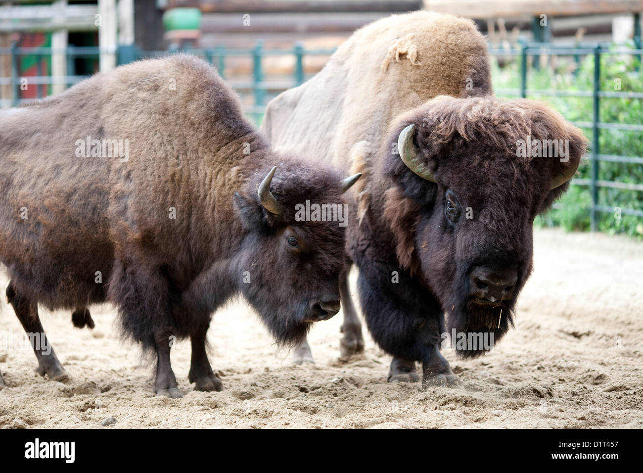 Berlin, Deutschland, ein paar Bisons im Berliner Zoo Stockfoto
