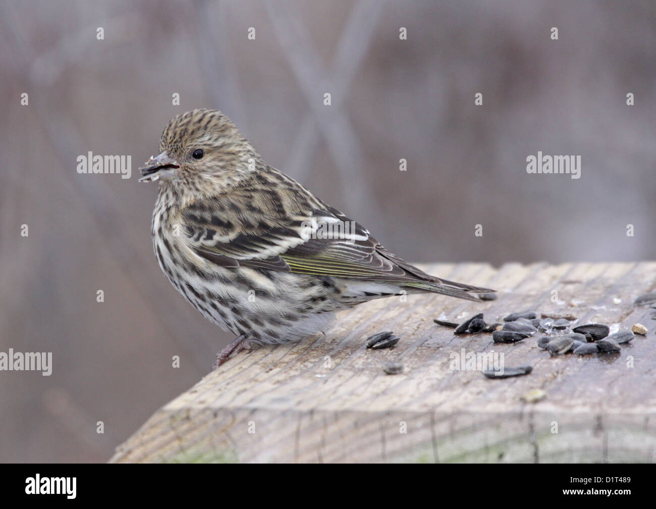 Fütterung von Pine Siskin Stockfoto