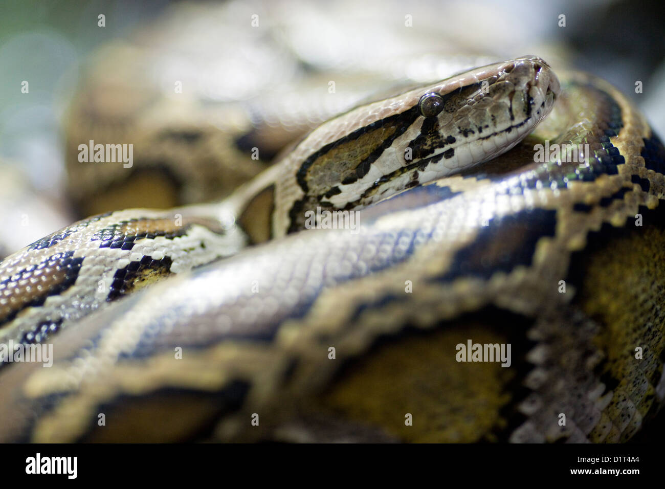 Berlin, Deutschland, dunklen Tigerpython in das Reptilienhaus Stockfoto