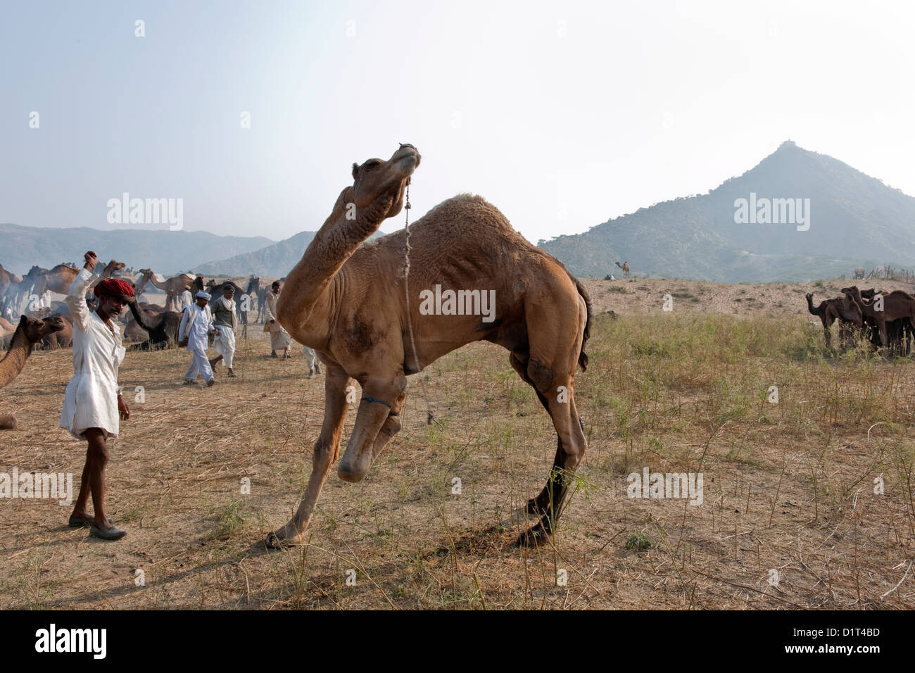 Ein Kamel Rajasthani Handel in einer roten Turbanr bildet ein Kamel in der Wüste bei der Messe in Rajasthan in Indien Pushkar Camel sitzen Stockfoto