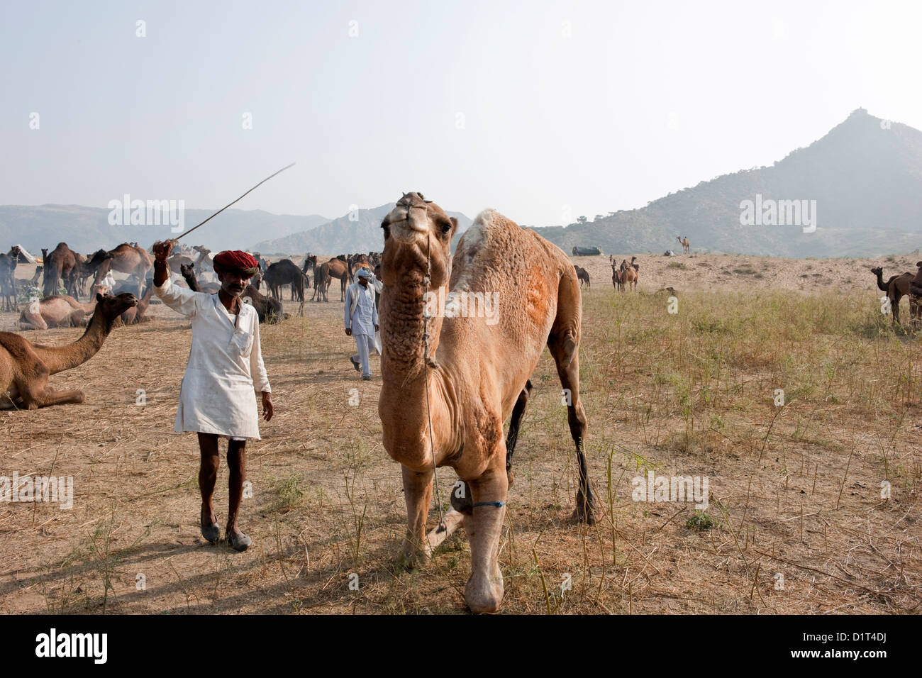 Ein Kamel Rajasthani Handel in einer roten Turbanr bildet ein Kamel in der Wüste bei der Messe in Rajasthan in Indien Pushkar Camel sitzen Stockfoto