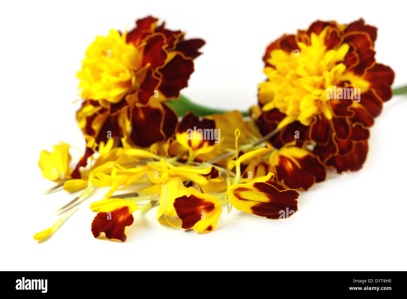 Ringelblume Blumen Stockfoto