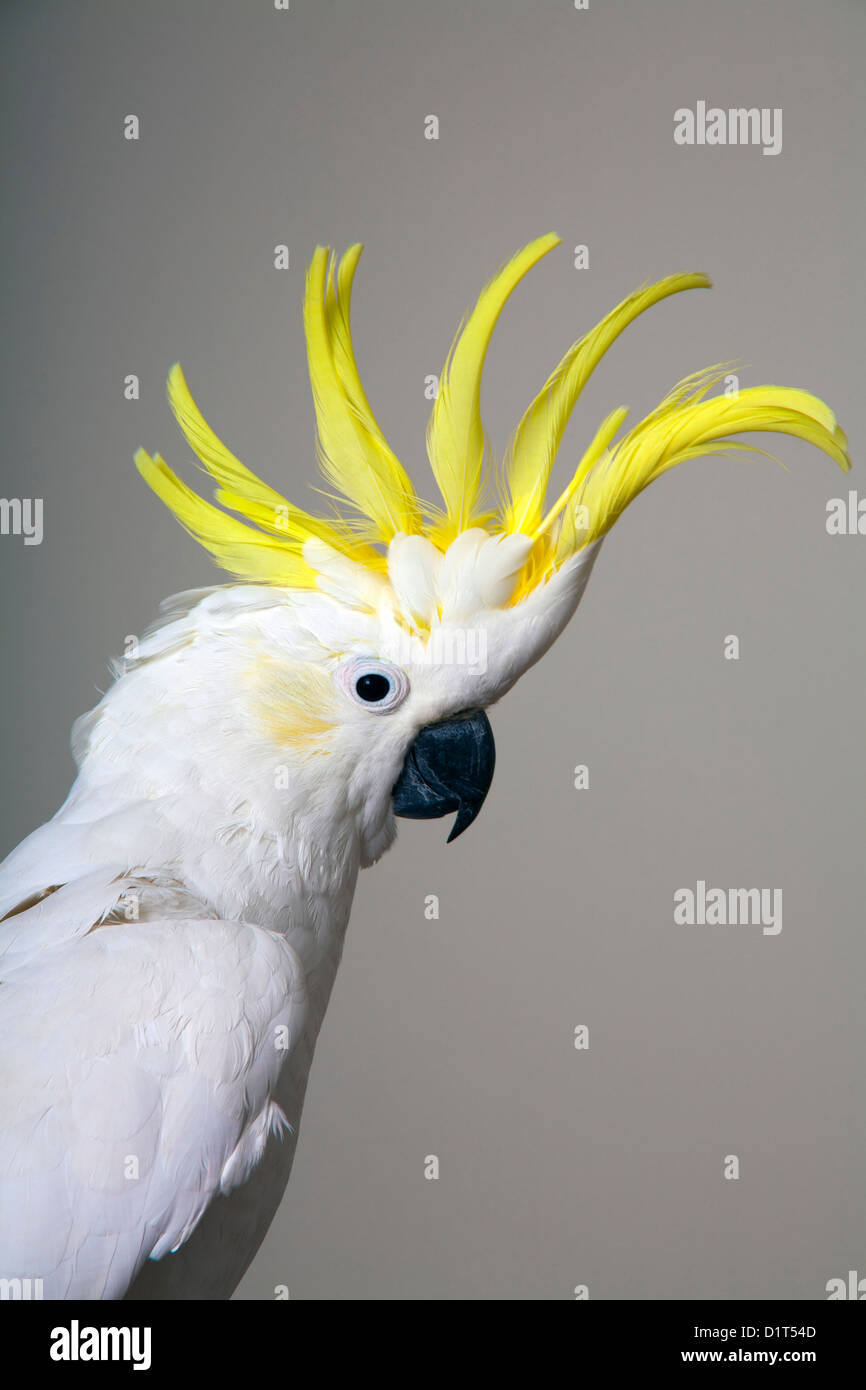 Kamm, aufgewachsen auf einem Schwefel Crested Cockatoo - Australian Native Papagei Stockfoto