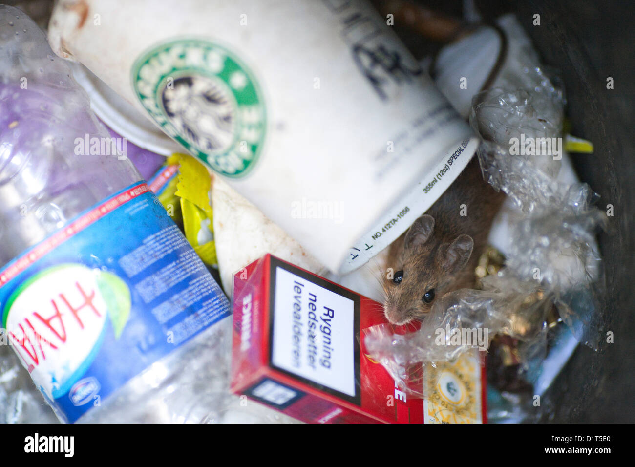 Berlin, Deutschland, eine Maus in weggeworfenen Müll Stockfoto