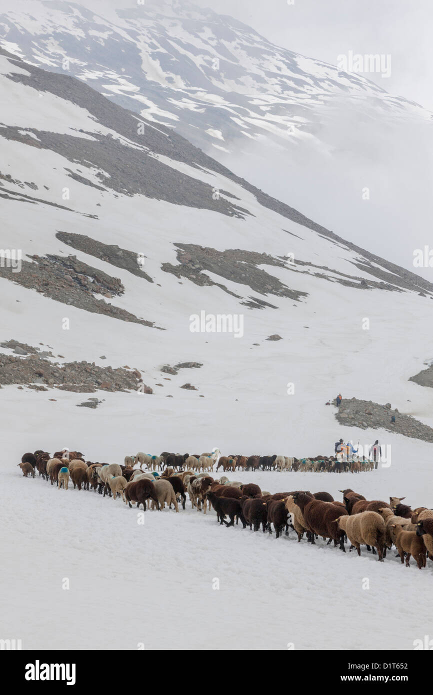 Transhumanz, wandern die große Schafe über das Ötztal Alpen zwischen Südtirol, Italien, und Nord-Tirol, Österreich. Stockfoto