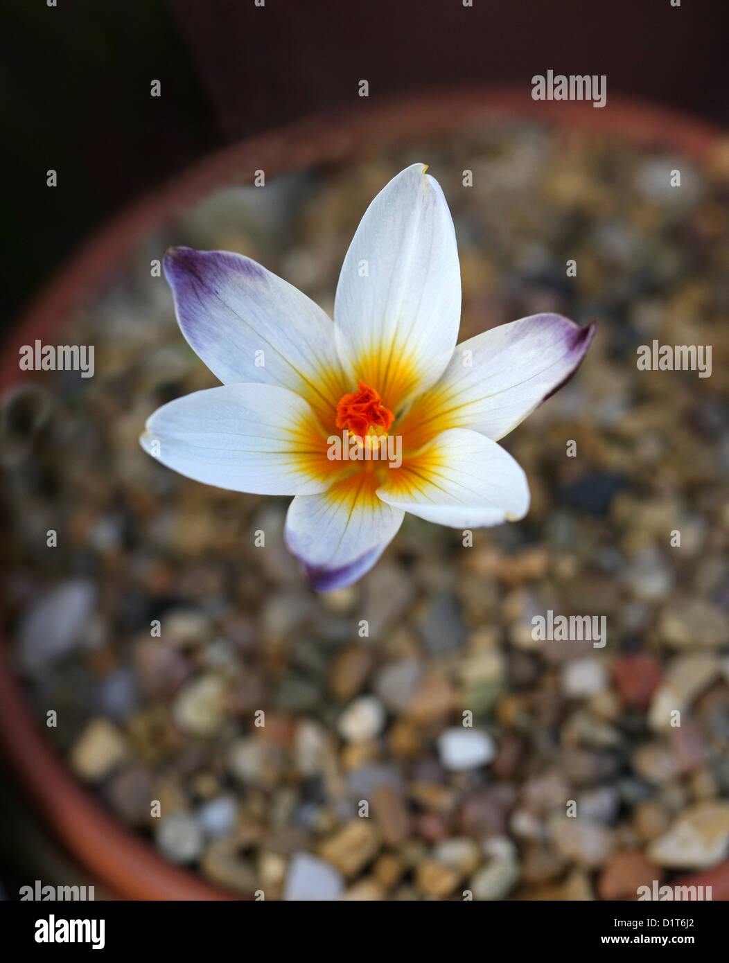 Siebers Krokus, kretische Crocus oder Schnee Krokus, Crocus Sieberi SSP. Sieberi, Iridaceae. Kreta, Griechenland, Europa. Stockfoto