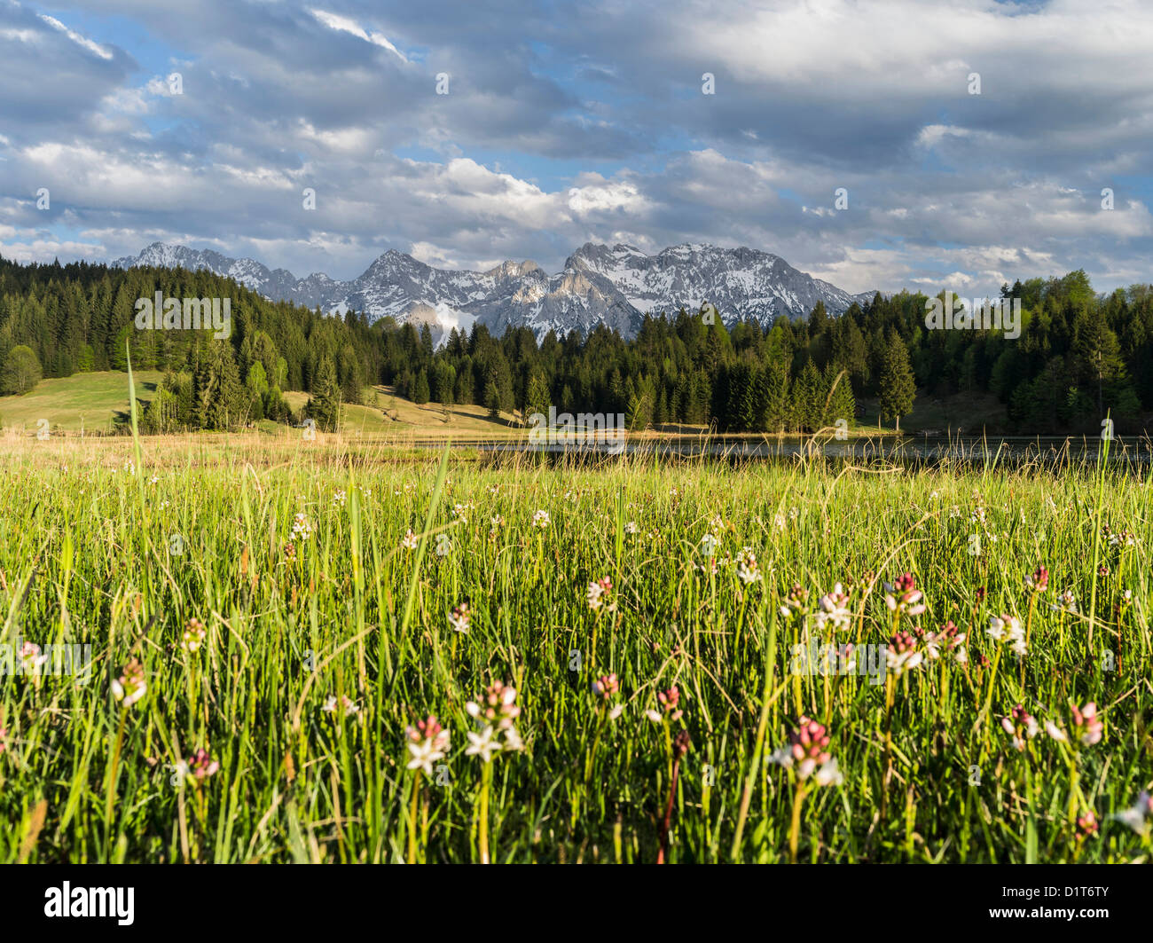 Das Karwendel-Gebirge in der Nähe von Mittenwald, See Wagenbruch (auch genannt Geroldsee). Wildblumen mit Menyanthes. Bayern. Stockfoto