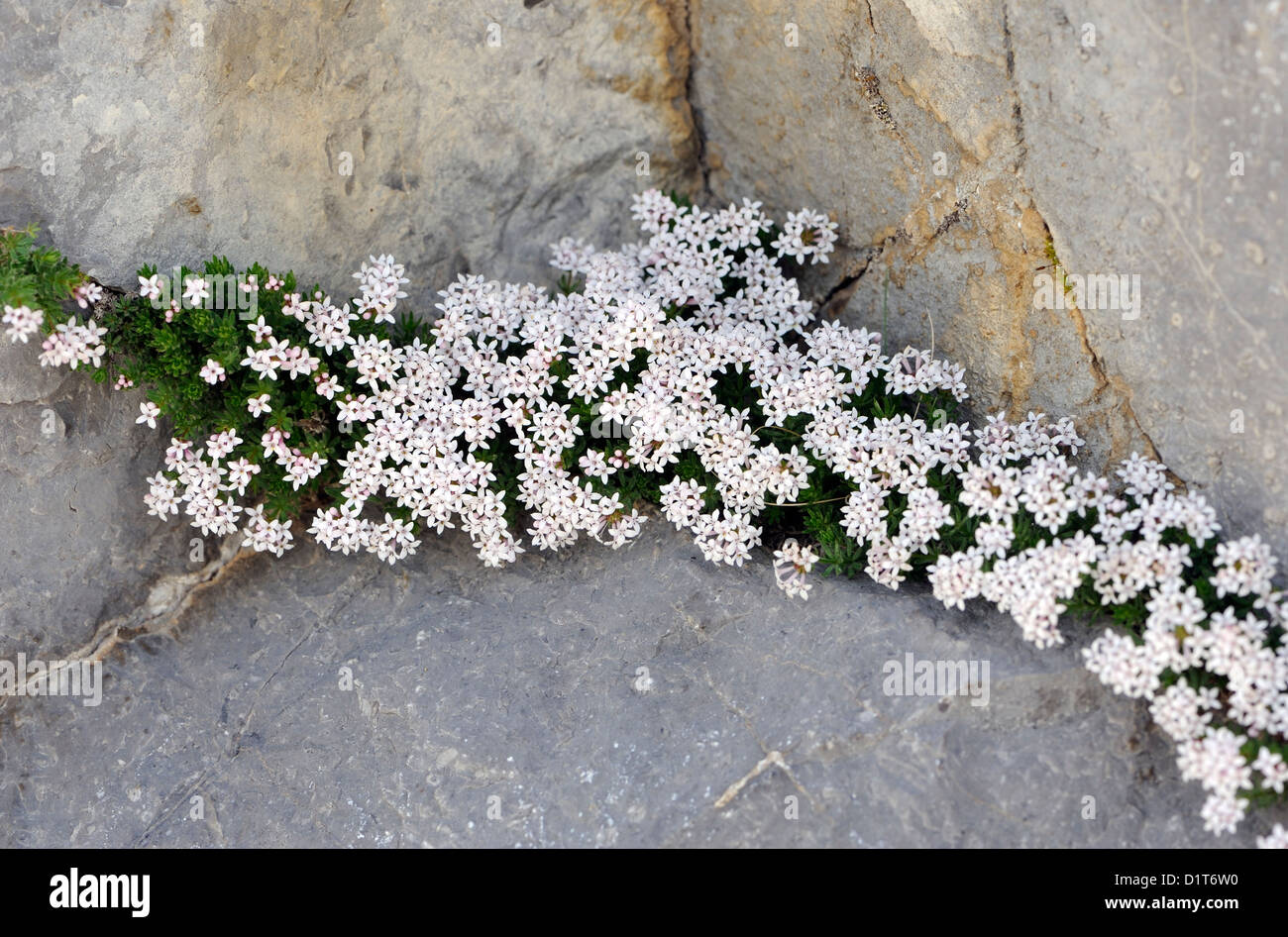 Alpine Pflanzen wachsen in Kalkfelsen. Fuente De, Nationalpark Picos de Europa. Picos de Europa. Spanien Stockfoto