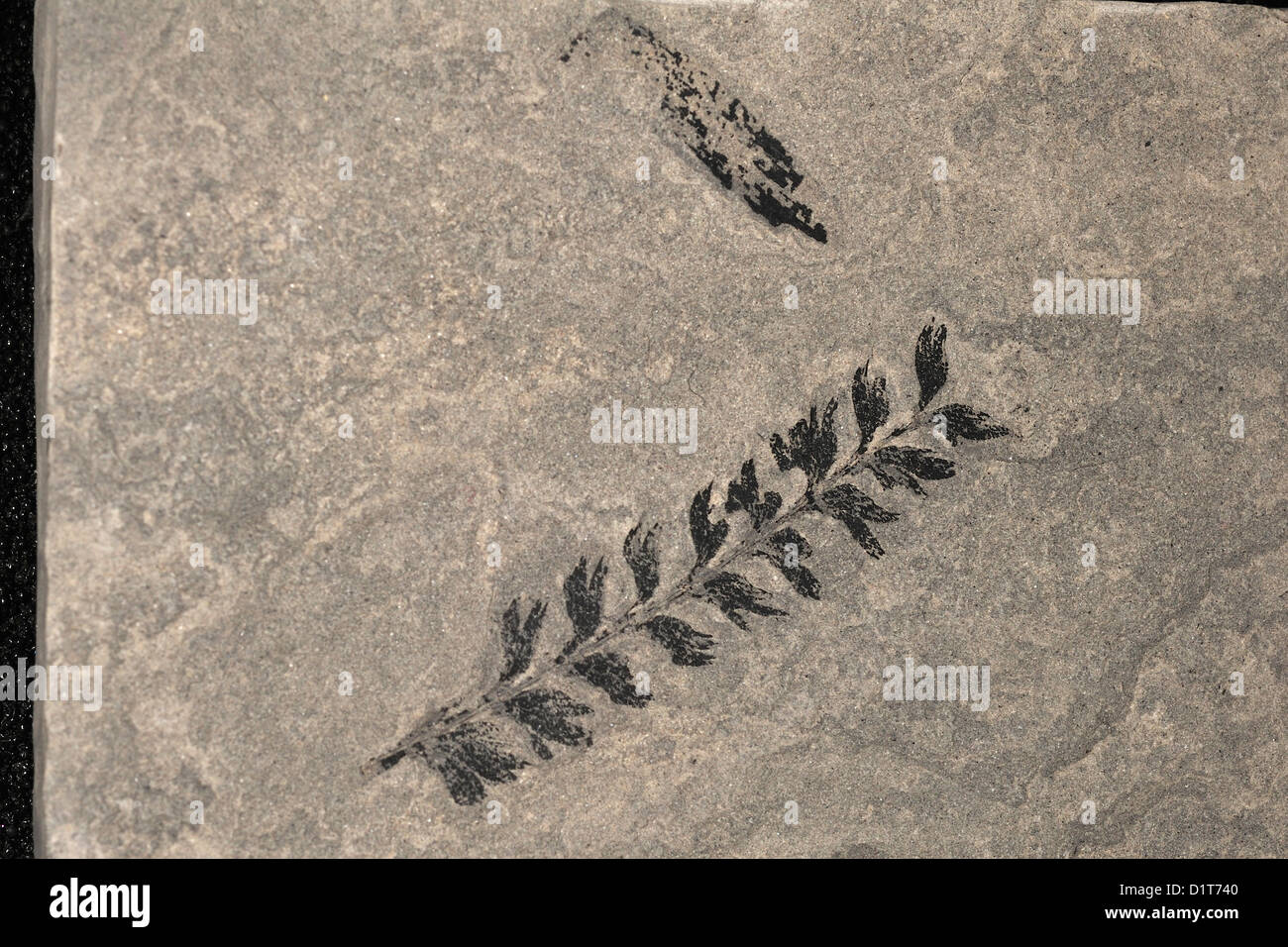 Fossilen Farn, Sphenophyllum Longifolium, Plantae; Tracheophyta; Equisetales; Calamitaceae; USA Stockfoto