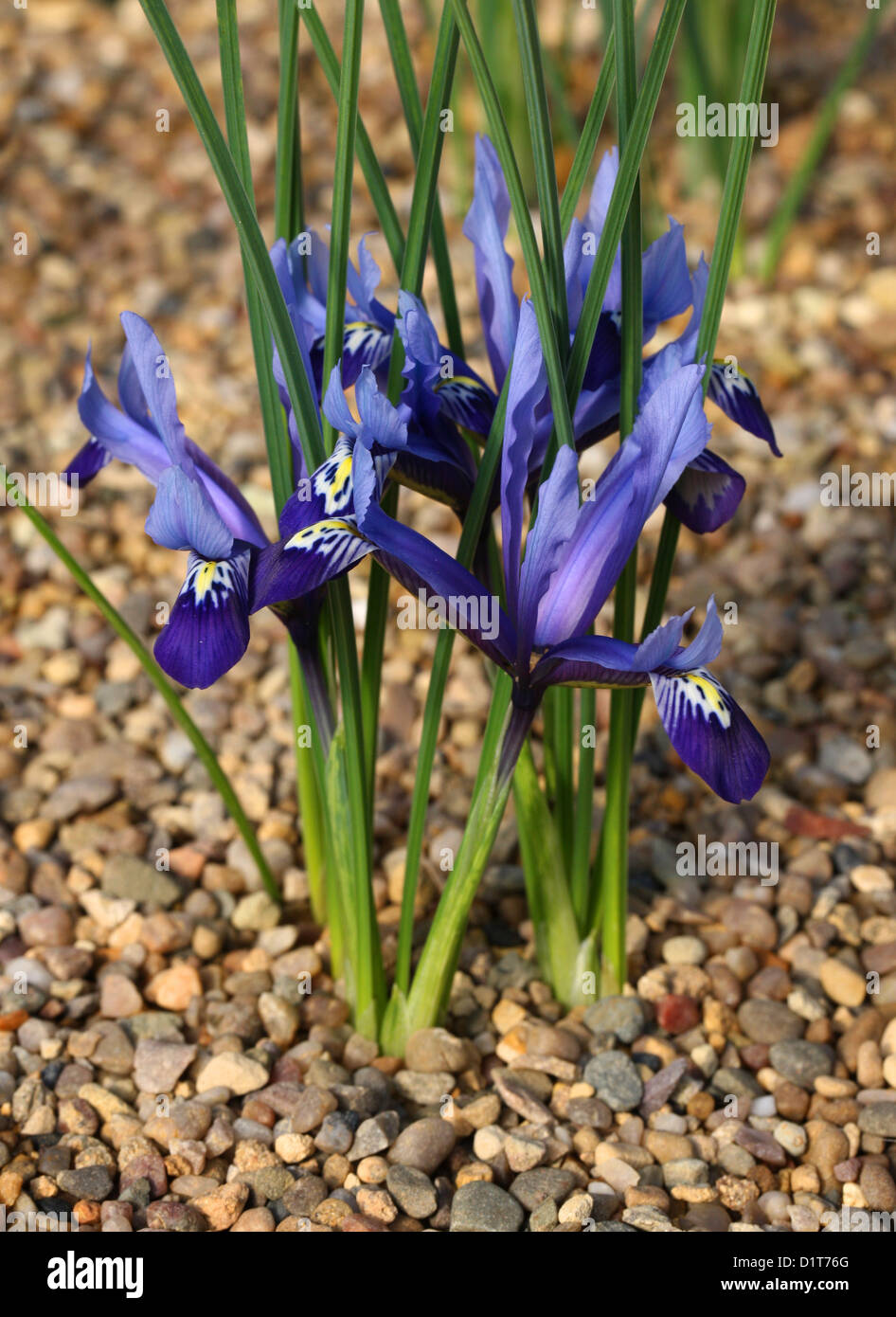 Netzartige Iris, Iris Reticulata 'Frühling', Iridaceae. Kaukasus und Westasien. Stockfoto