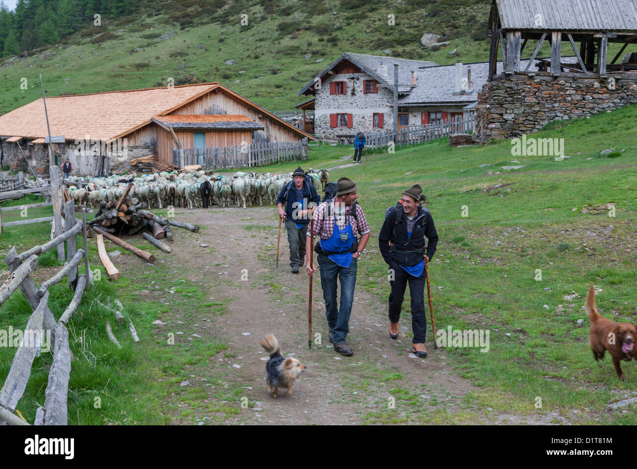 Transhumanz, wandern die große Schafe über das Ötztal Alpen zwischen Südtirol, Italien, und Nord-Tirol, Österreich. Stockfoto