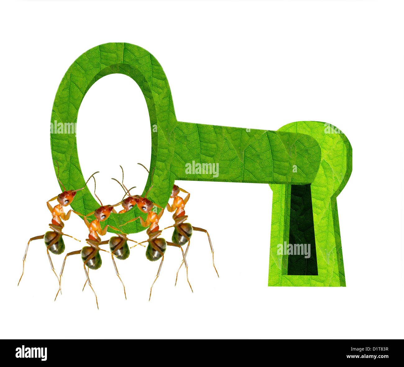 Ameisen-Teamarbeit, das Schloss zu öffnen Stockfoto