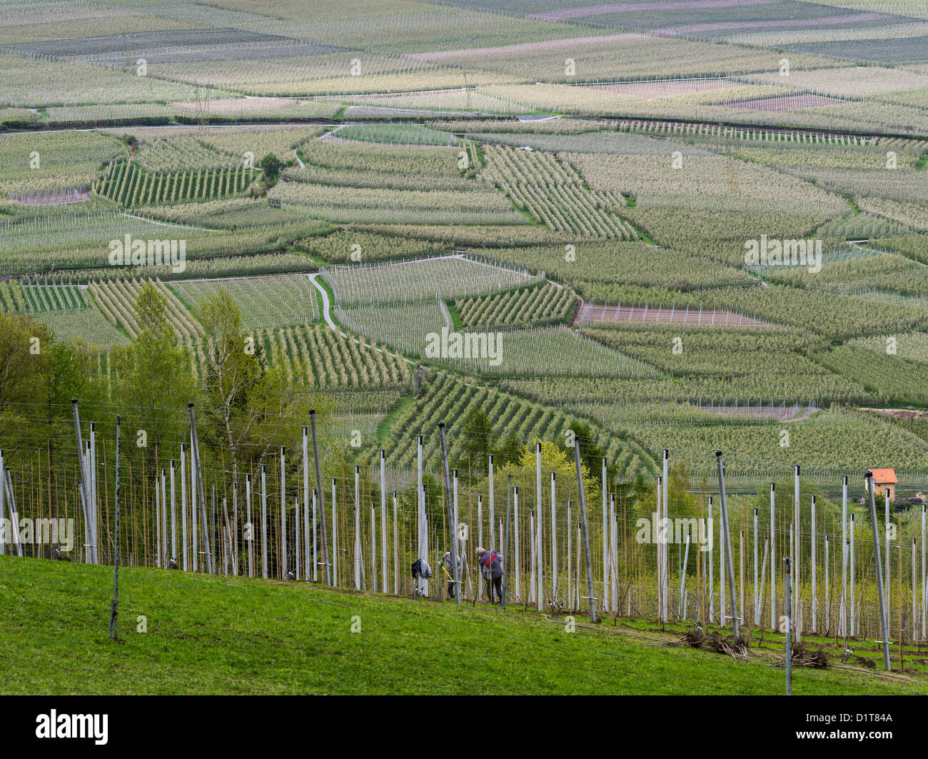 Apfel (Malus) wächst im Vinschgau-Tal (Val Venosta) in Südtirol (Alto Adige). Apple Obstgärten, Italien, Südtirol. Stockfoto