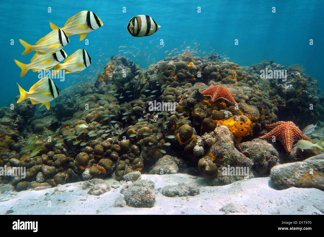 Unterwasserwelt in einem Korallenriff mit tropischen Fischen und Seesternen, Karibik Stockfoto