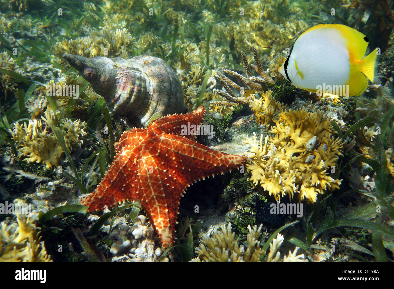 Kissen-Seestern mit einer Muschel Atlantik Triton Trompete und ein Butterflyfish, Karibik Stockfoto