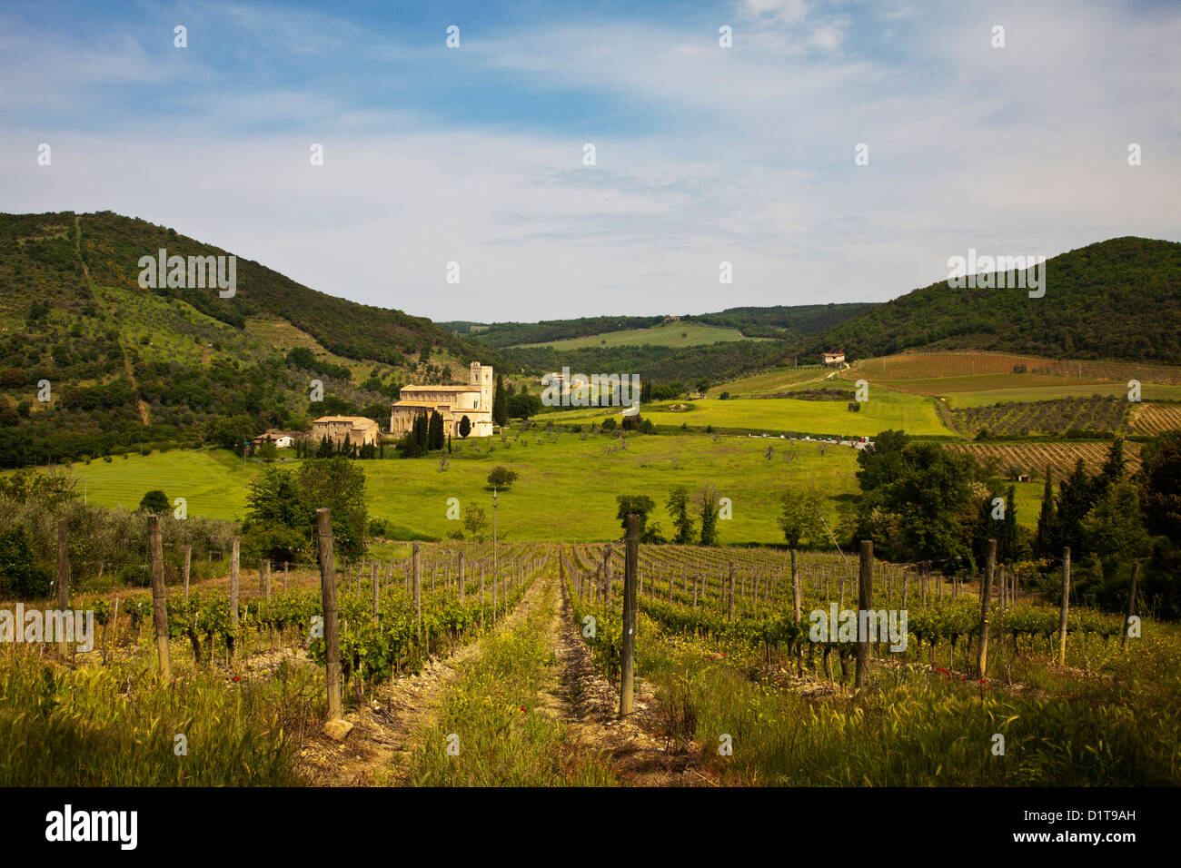 Europa, Italien, Toskana. Weinberge zu Sant' Antimo Abtei mit frischen grünen Wachstum des Frühlings Stockfoto