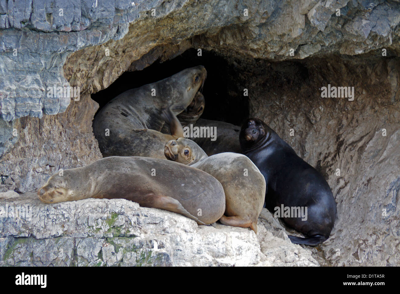 Südamerikanische (südlichen patagonischen) Seelöwen ruht in Höhle, Seno Ultima Esperanza (letzte Hoffnung Ton), Patagonien, Chile Stockfoto