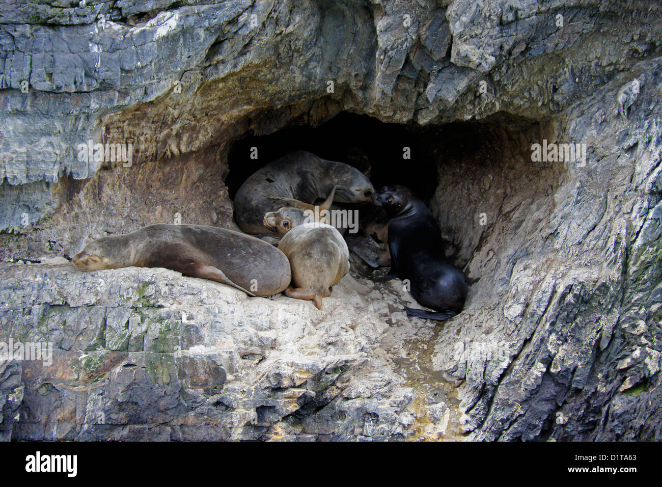 Südamerikanische (südlichen patagonischen) Seelöwen ruht in Höhle, Seno Ultima Esperanza (letzte Hoffnung Ton), Patagonien, Chile Stockfoto